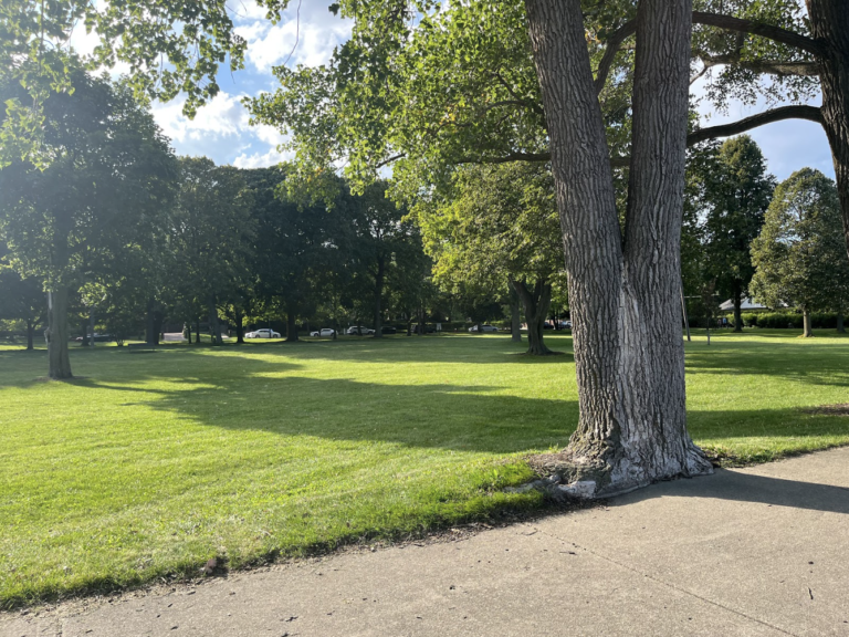 New Evanston ordinance regulates tree removal on private property – The ...