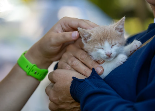 A kitten held by caretakers from the Paws and Claws Rescue event